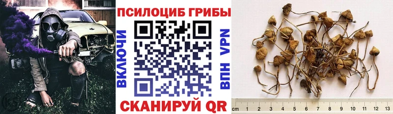 Псилоцибиновые грибы мицелий  Шлиссельбург 